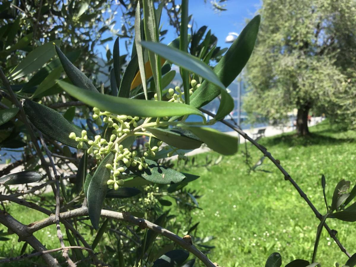 Comolakehome A Due Passi Dal Lago Dervio Exterior foto